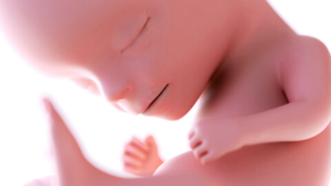 Formation of vocal cords