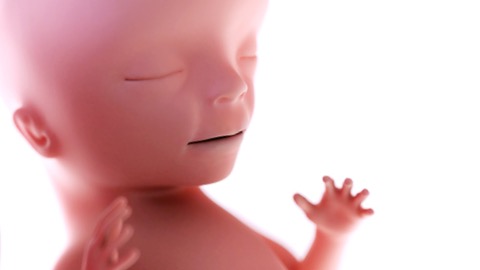 Развитие костной системы