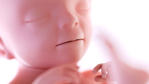 Liver and spleen at work