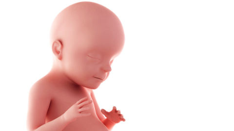 Can babies cry in the womb?
