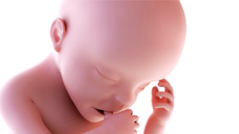 A closer look at the brain