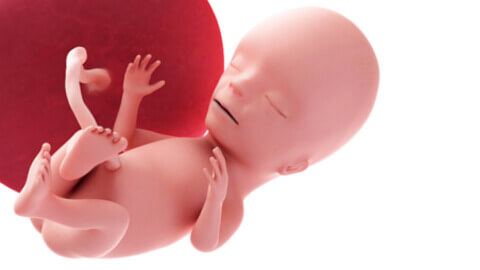 Baby development at 15 weeks