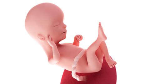 Baby development at 16 weeks