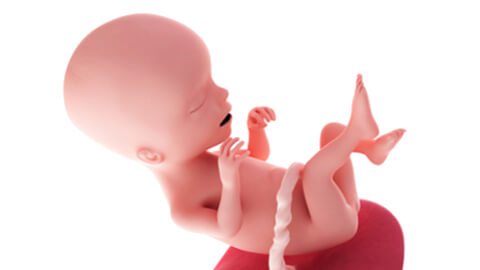 Baby development at 17 weeks