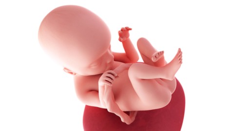 Baby development at 18 weeks