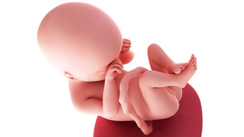 Baby development at 19 weeks