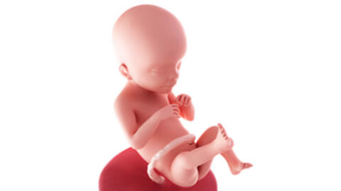 Baby development at week 21