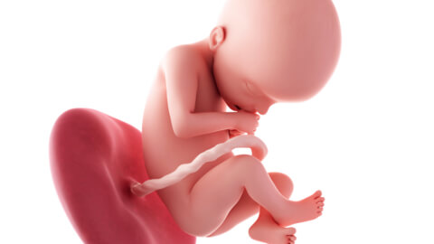 Baby development at week 22