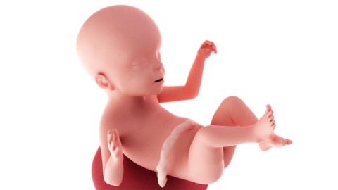 Baby development at week 23