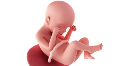 Baby development at week 24