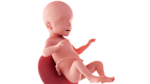 Baby development at week 26