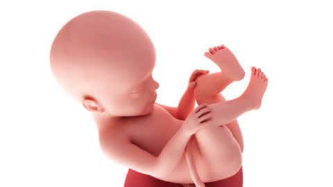 Baby development at week 27