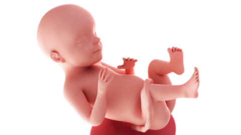 Baby development at week 28