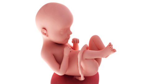 Baby development at week 29