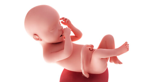 Baby development at week 30