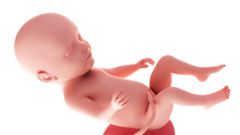 Baby development at week 31