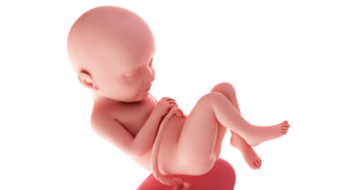 Baby development at week 32