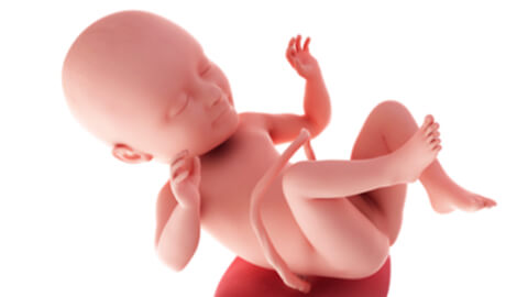 Baby development at week 34