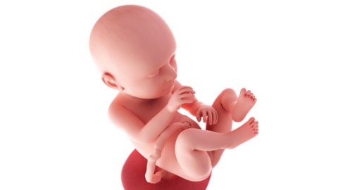 Baby development at week 37