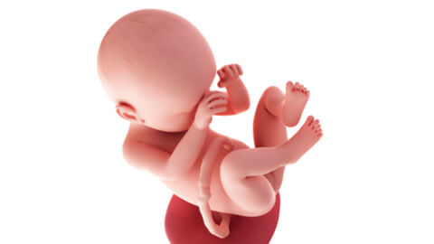 Baby development at week 38