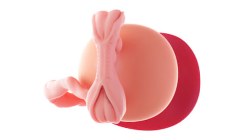 Что происходит на сроке в 4 недели?