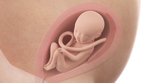 What it’s like inside the womb