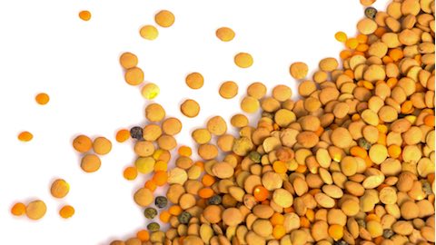 Lentils: pregnancy power food